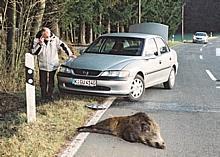 Zum Herbst steigt die Gefahr von Wildunfällen wieder deutlich. Foto: Auto-Reporter/GDV 